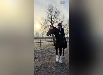 Oldenburgo, Caballo castrado, 6 años, 169 cm, Castaño