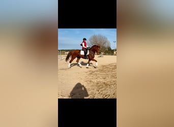 Oldenburgo, Caballo castrado, 6 años, 169 cm, Castaño claro