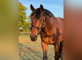 Oldenburgo, Caballo castrado, 6 años, 169 cm, Castaño oscuro