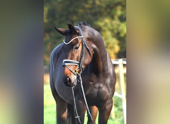 Oldenburgo, Caballo castrado, 6 años, 169 cm, Castaño oscuro