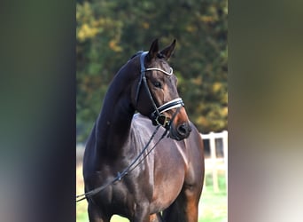 Oldenburgo, Caballo castrado, 6 años, 169 cm, Castaño oscuro