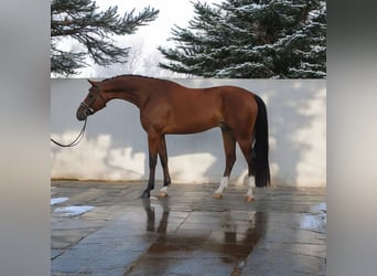 Oldenburgo, Caballo castrado, 6 años, 169 cm, Castaño rojizo