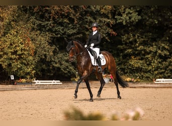 Oldenburgo, Caballo castrado, 6 años, 169 cm, Morcillo