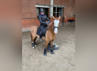 Oldenburgo, Caballo castrado, 6 años, 170 cm, Alazán