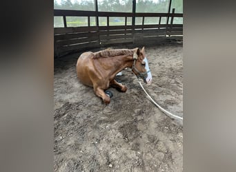 Oldenburgo, Caballo castrado, 6 años, 170 cm, Alazán