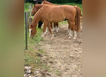 Oldenburgo, Caballo castrado, 6 años, 170 cm, Alazán