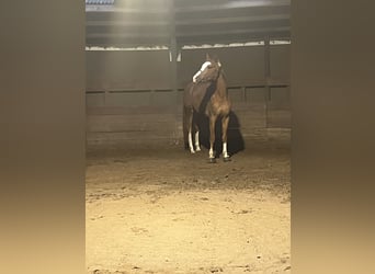 Oldenburgo, Caballo castrado, 6 años, 170 cm, Alazán