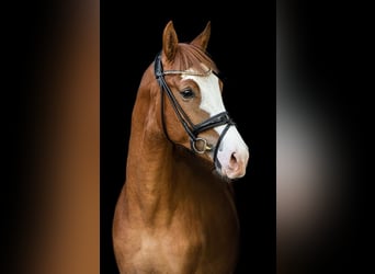 Oldenburgo, Caballo castrado, 6 años, 170 cm, Alazán