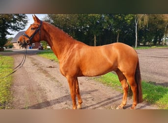 Oldenburgo, Caballo castrado, 6 años, 170 cm, Alazán