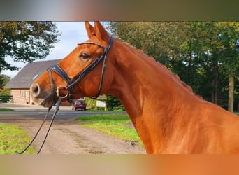 Oldenburgo, Caballo castrado, 6 años, 170 cm, Alazán