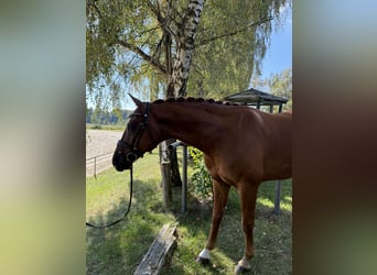 Oldenburgo, Caballo castrado, 6 años, 170 cm, Alazán-tostado