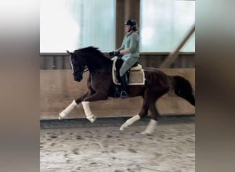 Oldenburgo, Caballo castrado, 6 años, 170 cm, Alazán-tostado