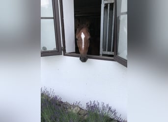 Oldenburgo, Caballo castrado, 6 años, 170 cm, Alazán-tostado