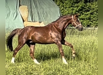 Oldenburgo, Caballo castrado, 6 años, 170 cm, Alazán-tostado