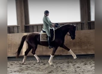 Oldenburgo, Caballo castrado, 6 años, 170 cm, Alazán-tostado