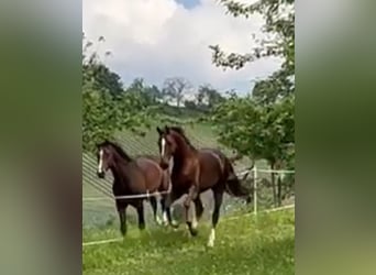 Oldenburgo, Caballo castrado, 6 años, 170 cm, Alazán-tostado