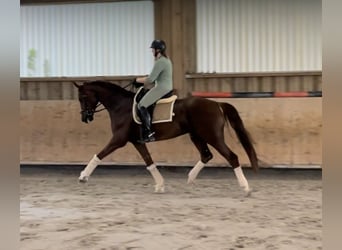 Oldenburgo, Caballo castrado, 6 años, 170 cm, Alazán-tostado