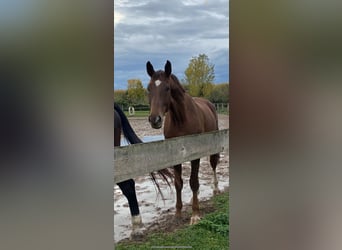 Oldenburgo, Caballo castrado, 6 años, 170 cm, Alazán-tostado