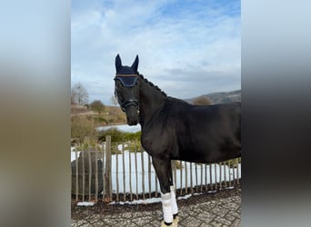 Oldenburgo, Caballo castrado, 6 años, 170 cm