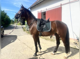 Oldenburgo, Caballo castrado, 6 años, 170 cm, Castaño