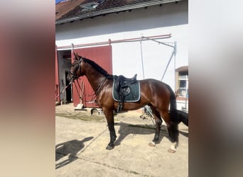 Oldenburgo, Caballo castrado, 6 años, 170 cm, Castaño