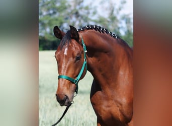 Oldenburgo, Caballo castrado, 6 años, 170 cm, Castaño