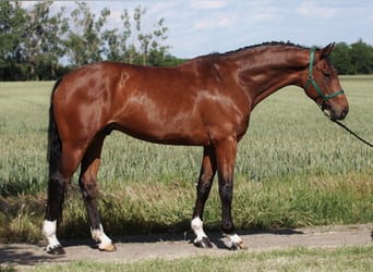 Oldenburgo, Caballo castrado, 6 años, 170 cm, Castaño