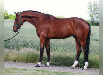 Oldenburgo, Caballo castrado, 6 años, 170 cm, Castaño