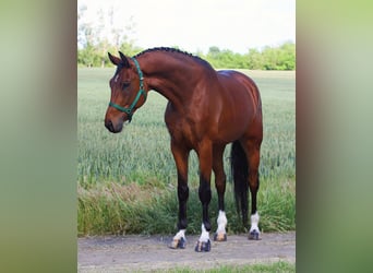 Oldenburgo, Caballo castrado, 6 años, 170 cm, Castaño