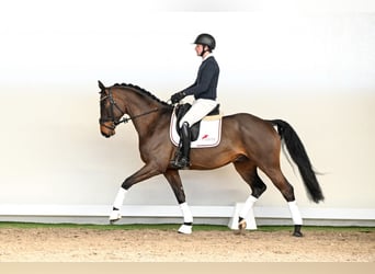 Oldenburgo, Caballo castrado, 6 años, 170 cm, Castaño