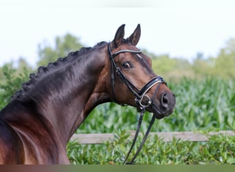 Oldenburgo, Caballo castrado, 6 años, 170 cm, Castaño oscuro