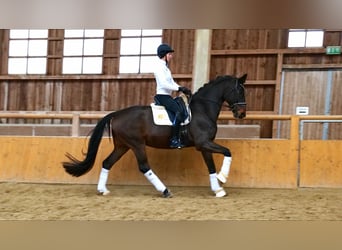 Oldenburgo, Caballo castrado, 6 años, 170 cm, Castaño oscuro