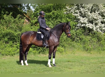 Oldenburgo, Caballo castrado, 6 años, 170 cm, Castaño oscuro