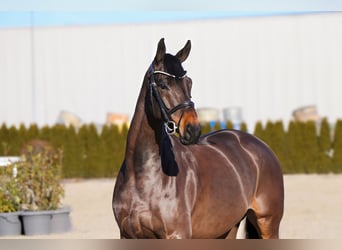 Oldenburgo, Caballo castrado, 6 años, 170 cm, Morcillo