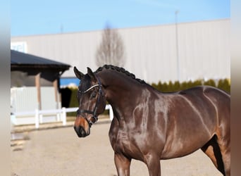 Oldenburgo, Caballo castrado, 6 años, 170 cm, Morcillo