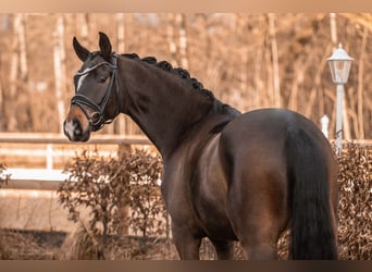 Oldenburgo, Caballo castrado, 6 años, 171 cm