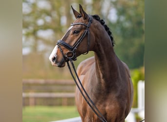 Oldenburgo, Caballo castrado, 6 años, 171 cm, Castaño