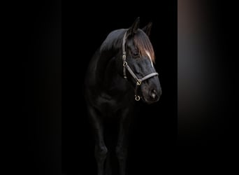 Oldenburgo, Caballo castrado, 6 años, 171 cm, Negro
