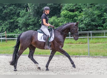 Oldenburgo, Caballo castrado, 6 años, 171 cm, Negro