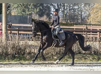Oldenburgo, Caballo castrado, 6 años, 171 cm, Negro