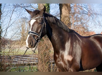Oldenburgo, Caballo castrado, 6 años, 171 cm, Negro