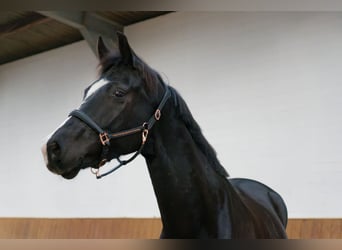 Oldenburgo, Caballo castrado, 6 años, 171 cm, Negro