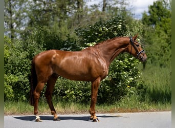 Oldenburgo, Caballo castrado, 6 años, 172 cm, Alazán