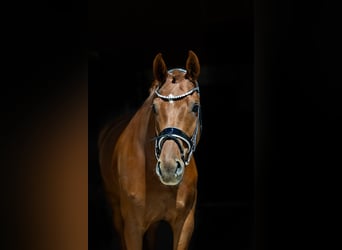 Oldenburgo, Caballo castrado, 6 años, 172 cm, Alazán