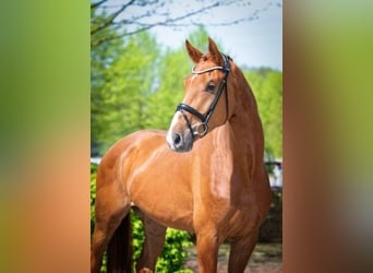 Oldenburgo, Caballo castrado, 6 años, 172 cm, Alazán