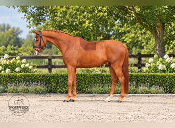 Oldenburgo, Caballo castrado, 6 años, 172 cm, Alazán-tostado