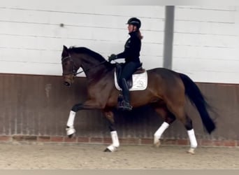 Oldenburgo, Caballo castrado, 6 años, 172 cm, Castaño