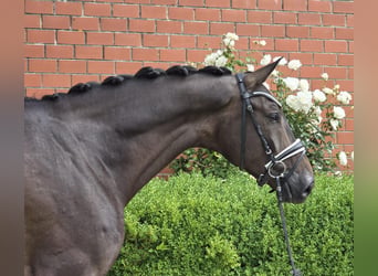 Oldenburgo, Caballo castrado, 6 años, 172 cm, Castaño oscuro
