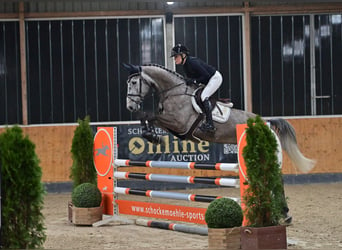 Oldenburgo, Caballo castrado, 6 años, 172 cm, Tordo