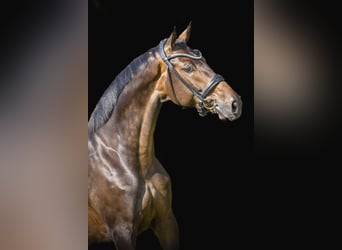 Oldenburgo, Caballo castrado, 6 años, 173 cm